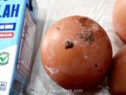 Telur Berkotoran Ayam dalam Program Makan Bergizi SD Tulungagung Picu Keluhan