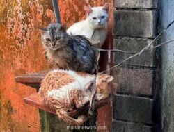 Polisi Gianyar Tanggapi Video Viral Kucing Ditali di Depan Rumah