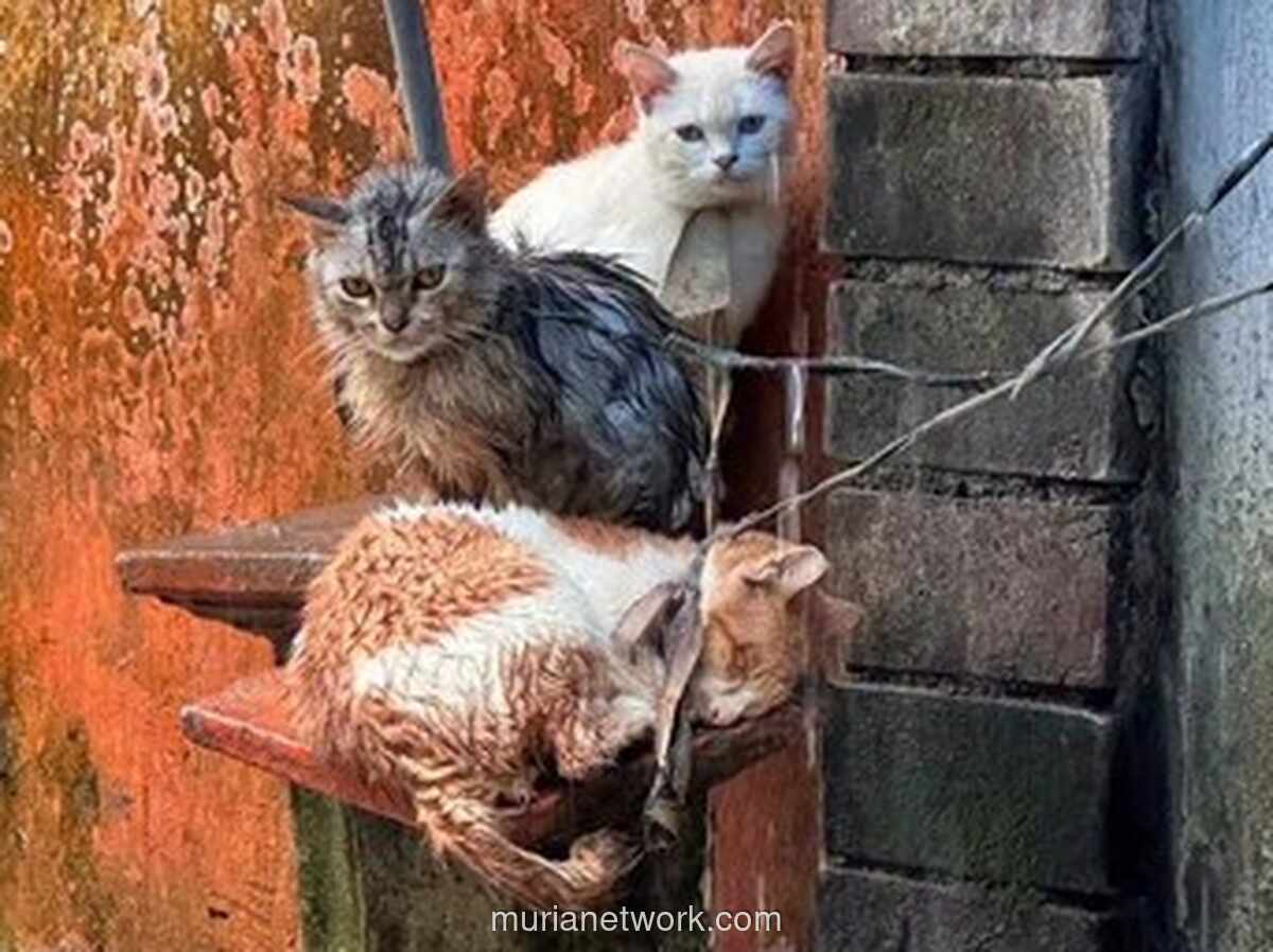 Polisi Gianyar Tanggapi Video Viral Kucing Ditali di Depan Rumah