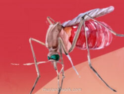 Kemenkes: Angka Kematian DBD Tembus Target, Indonesia Pacu Target Nol Kematian 2030