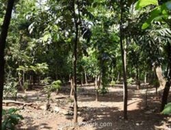 Dua Akses Hutan Kota Cawang Ditutup Permanen Cegah Penyalahgunaan