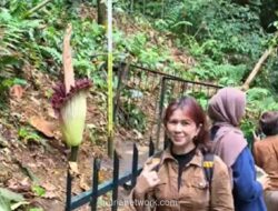 Bunga Bangkai Raksasa Mekar Sempurna di Kebun Raya Bogor Setelah 12 Tahun