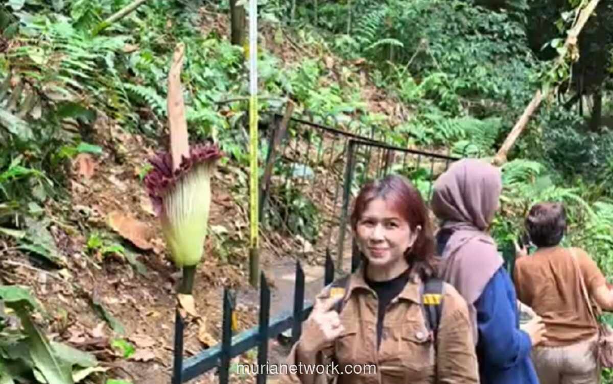 Bunga Bangkai Raksasa Mekar Sempurna di Kebun Raya Bogor Setelah 12 Tahun
