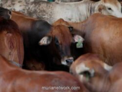 Kementan Perkuat Antisipasi Penyakit Hewan Jelang Ramadan dan Idulfitri