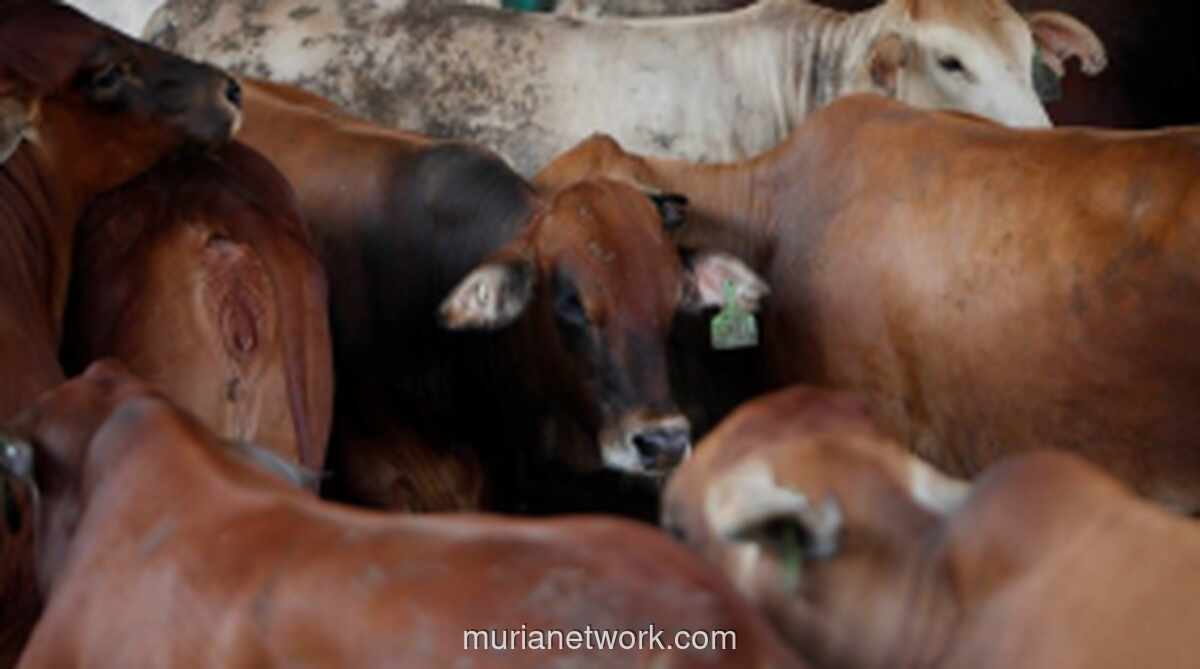 Kementan Perkuat Antisipasi Penyakit Hewan Jelang Ramadan dan Idulfitri