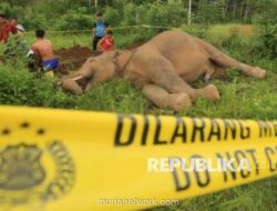 Gajah Sumatera Ditemukan Mati Tanpa Kepala di Area Konsesi PT RAPP, Diduga Diburu