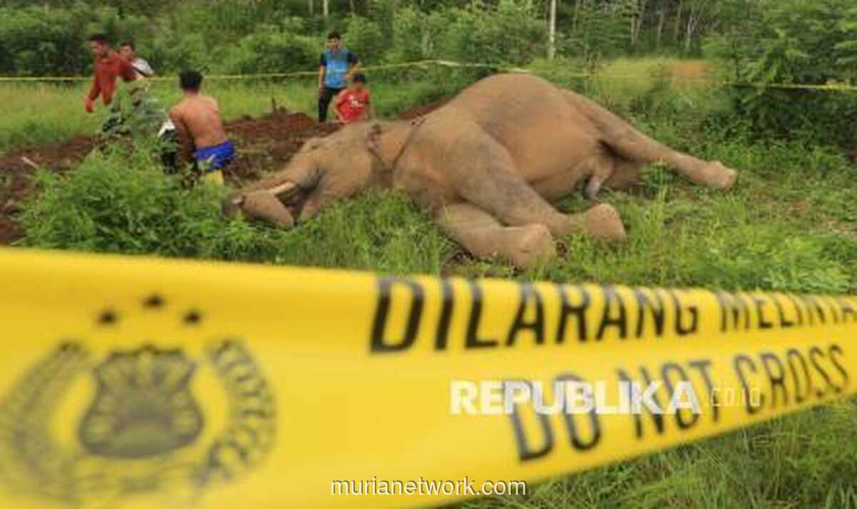 Gajah Sumatera Ditemukan Mati Tanpa Kepala di Area Konsesi PT RAPP, Diduga Diburu