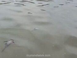 Kebakaran Gudang Pestisida di Tangsel Sebabkan Sungai Jaletreng Tercemar, Ikan Mati