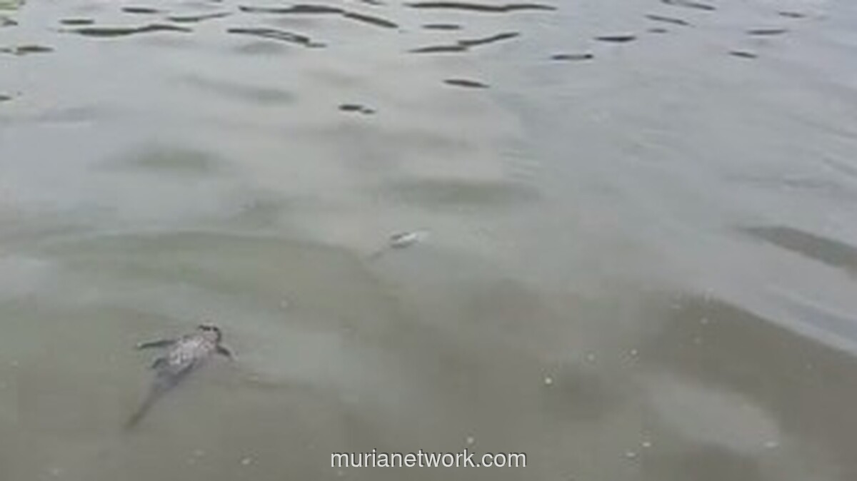 Kebakaran Gudang Pestisida di Tangsel Sebabkan Sungai Jaletreng Tercemar, Ikan Mati