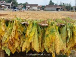 Tokoh Madura Desak Pemerintah Tetapkan KEK Tembakau untuk Atasi Ketimpangan