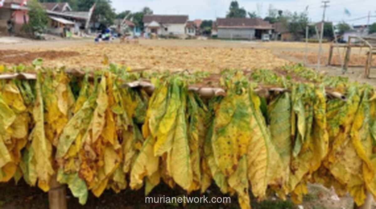 Tokoh Madura Desak Pemerintah Tetapkan KEK Tembakau untuk Atasi Ketimpangan