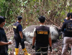 Gakkum Kemenhut Panggil Direksi RAPP Usai Temukan Gajah Sumatra Tewas di Konsesi
