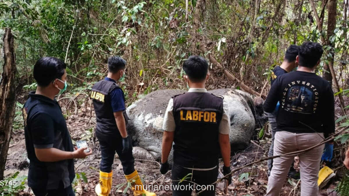 Gakkum Kemenhut Panggil Direksi RAPP Usai Temukan Gajah Sumatra Tewas di Konsesi