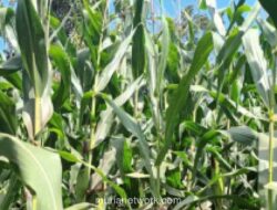 Pemerintah Buka Suara Soal Impor Jagung AS Khusus untuk Industri Makanan dan Minuman