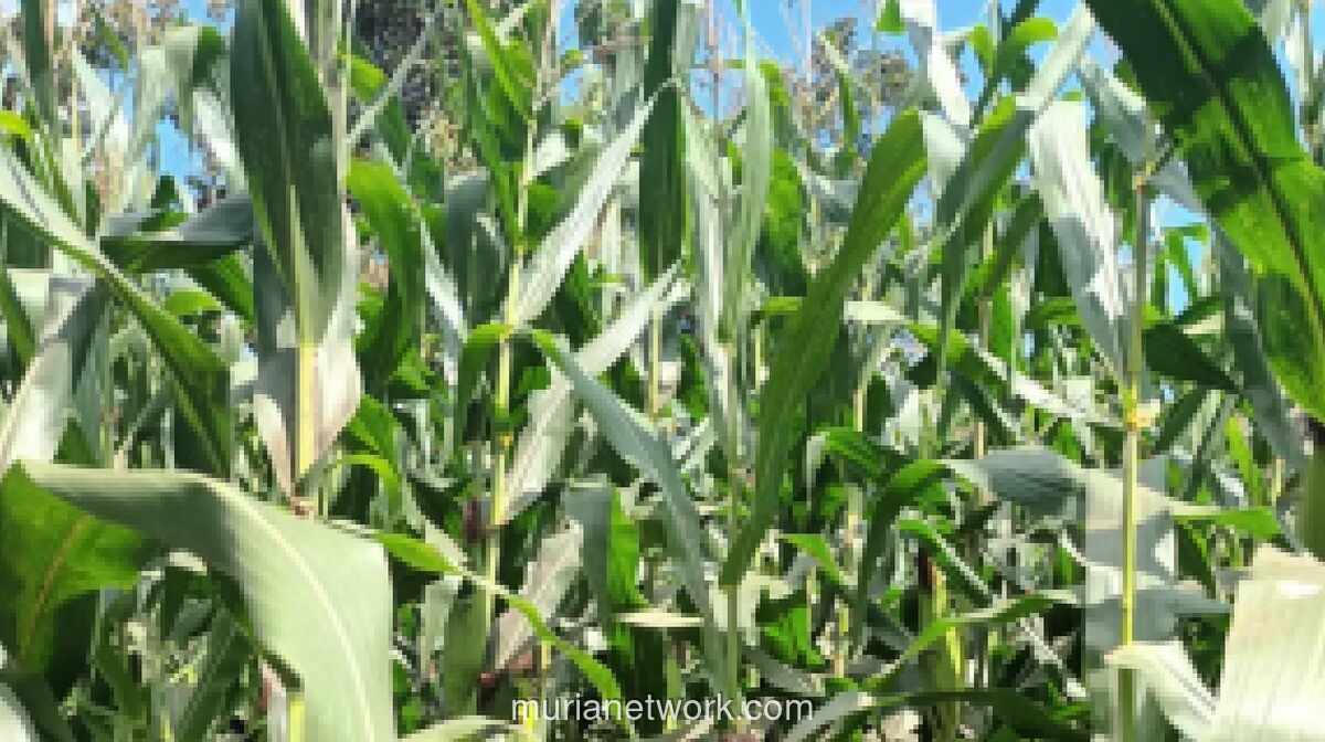 Pemerintah Buka Suara Soal Impor Jagung AS Khusus untuk Industri Makanan dan Minuman