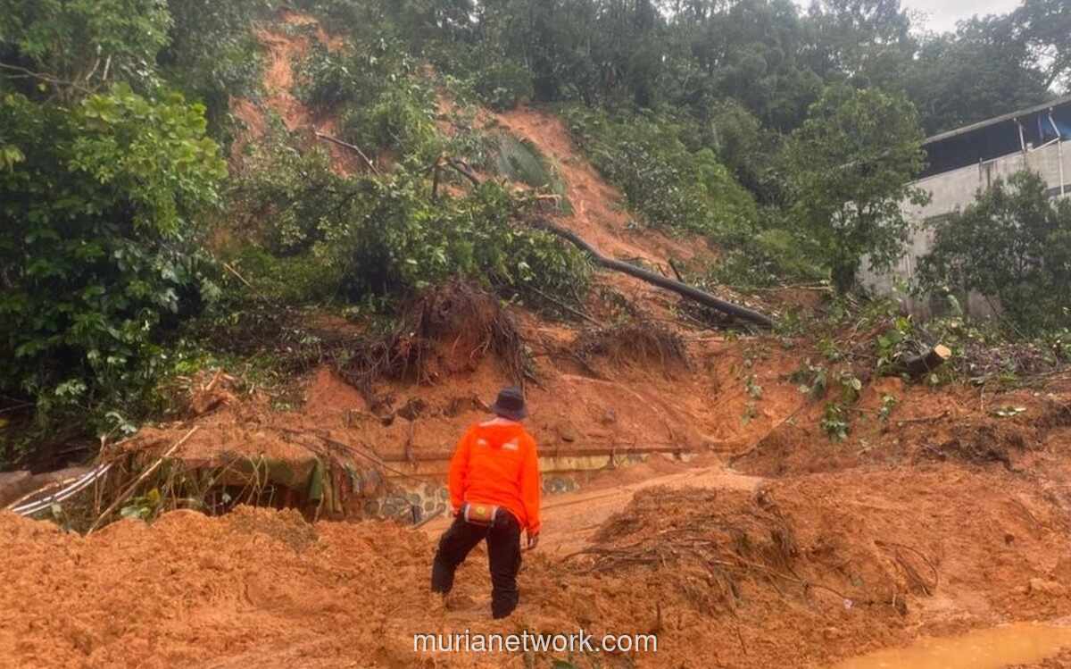 Kementerian Pertanian Alokasikan Rp336 Miliar untuk Rehabilitasi Lahan Sawah di Sumatera
