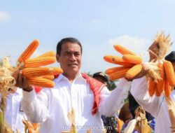 Kementan Pacu Diversifikasi Jagung untuk Industri Pangan, Dukung Swasembada 2026