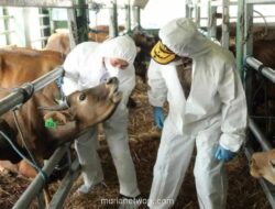 Kementerian Pertanian Targetkan Distribusi 4 Juta Dosis Vaksin PMK hingga 2026, Jawa Barat Jadi Prioritas