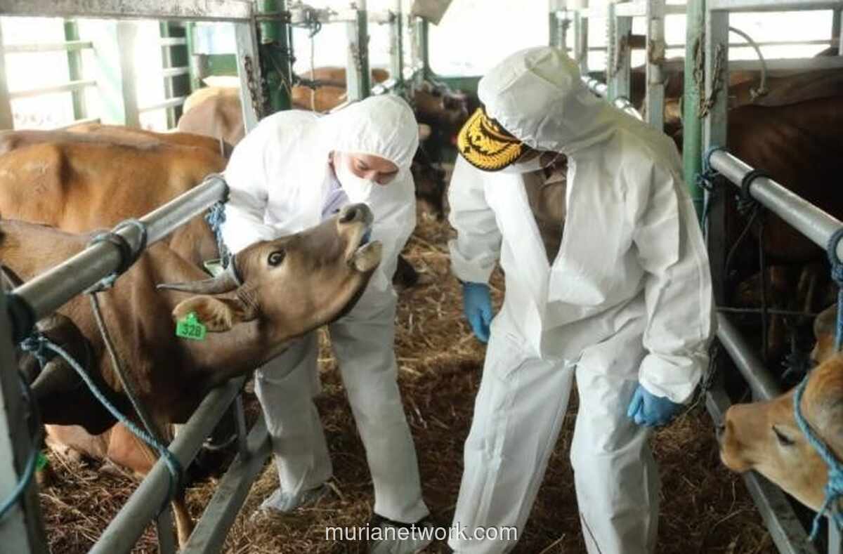 Kementerian Pertanian Targetkan Distribusi 4 Juta Dosis Vaksin PMK hingga 2026, Jawa Barat Jadi Prioritas