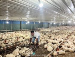 Kementan Tegaskan Komitmen Jaga Peternak dan Pertahankan HET