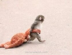 Bayi Monyet Jepang Temukan Pelukan Ibu di Boneka Orangutan Setelah Ditinggal Induk