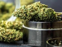 Kreator Konten Ditangkap Usai Tanam Ganja di Rumah dengan Peralatan Impor Rp150 Juta