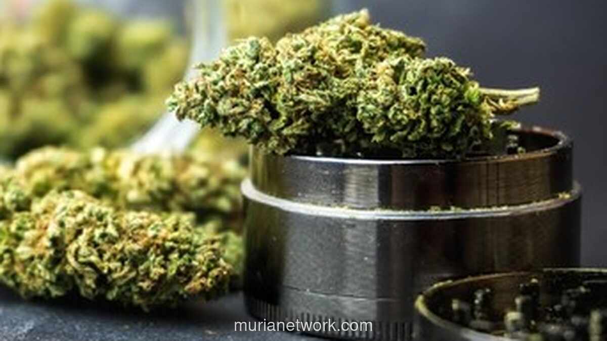 Kreator Konten Ditangkap Usai Tanam Ganja di Rumah dengan Peralatan Impor Rp150 Juta