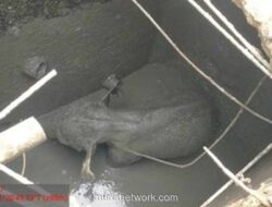 Anak Gajah Terperosok Septic Tank Picu Kawanan Gajah Amuk di Mess Perusahaan Siak