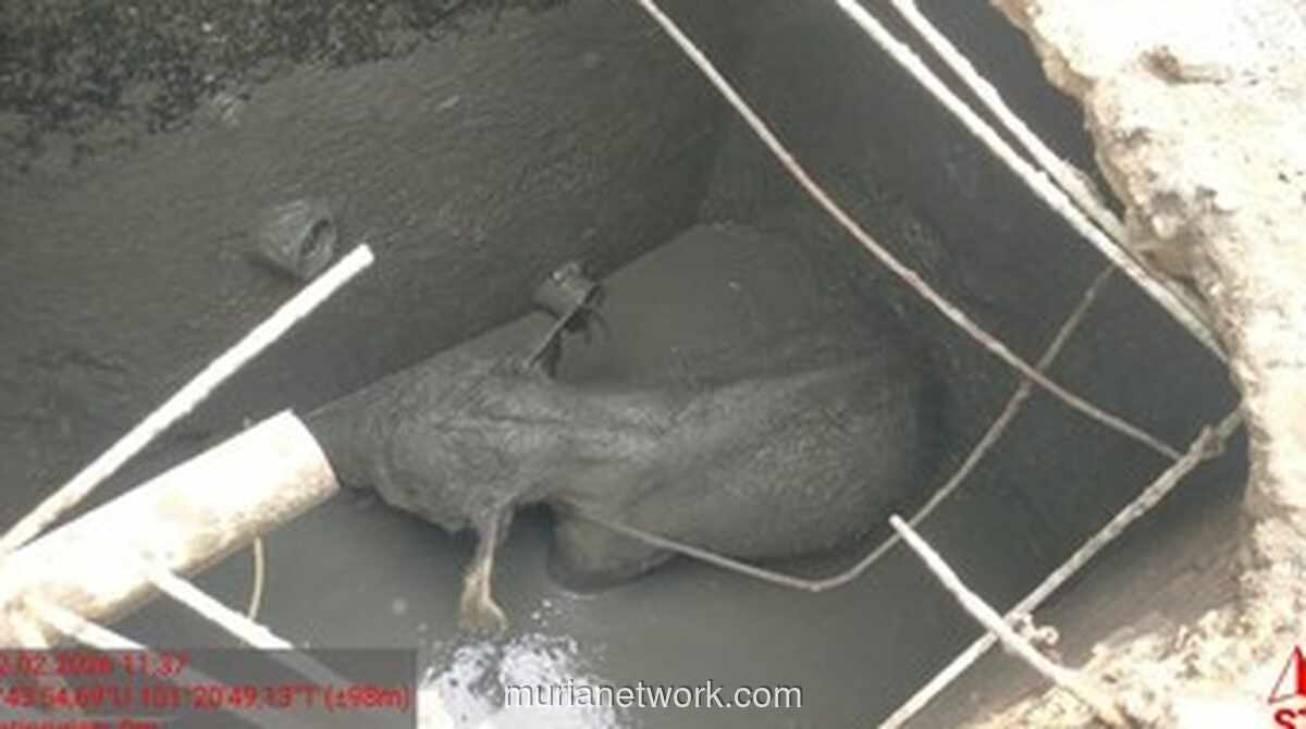 Anak Gajah Terperosok Septic Tank Picu Kawanan Gajah Amuk di Mess Perusahaan Siak