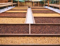 Indonesia Kukuhkan Posisi sebagai Pemasok Utama Biji Kopi Hijau Berkualitas Global
