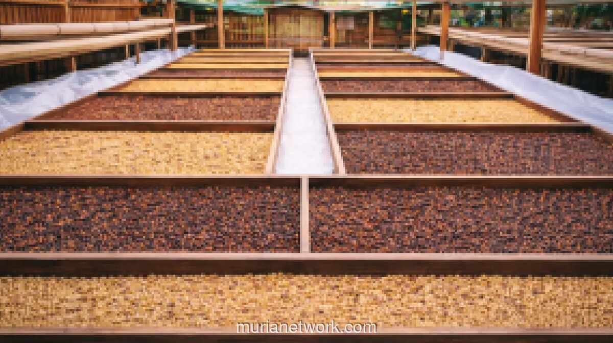 Indonesia Kukuhkan Posisi sebagai Pemasok Utama Biji Kopi Hijau Berkualitas Global