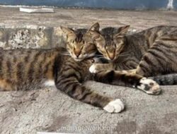 Pensiunan ASN di Blora Jadi Tersangka Usai Tendang Kucing Hingga Tewas