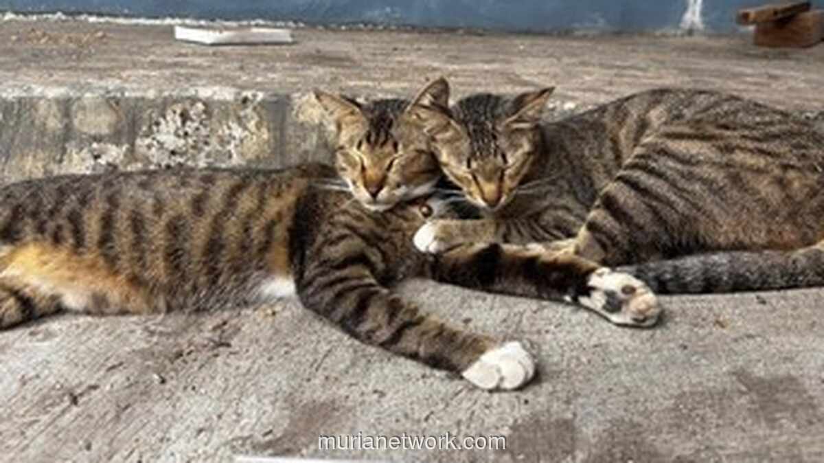 Pensiunan ASN di Blora Jadi Tersangka Usai Tendang Kucing Hingga Tewas