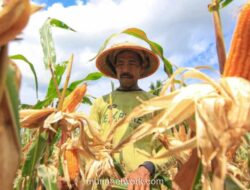 Kementan Pacu Hilirisasi Jagung untuk Wujudkan Swasembada Pangan 2026