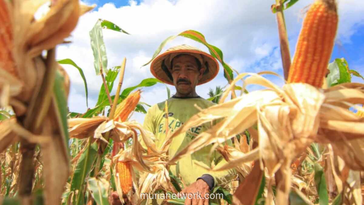 Kementan Pacu Hilirisasi Jagung untuk Wujudkan Swasembada Pangan 2026