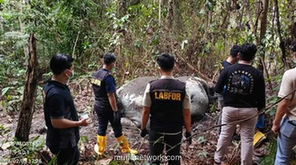 Lembaga Adat Melayu Riau Kecam Keras Perburuan Liar yang Tewaskan Gajah Sumatera di Pelalawan