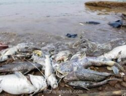 Pencemaran Pestisida di Sungai Cisadane Diprediksi Butuh Dua Pekan untuk Pulih