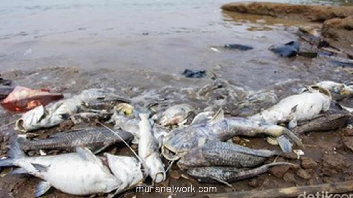 Pencemaran Pestisida di Sungai Cisadane Diprediksi Butuh Dua Pekan untuk Pulih