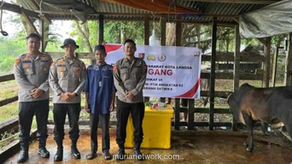 Mahasiswa STIK Salurkan 70 Sapi untuk Jaga Tradisi Meugang Korban Bencana Aceh