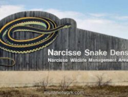 Puluhan Ribu Ular Garter Berhibernasi dan Kawin Massal di Gua Kanada