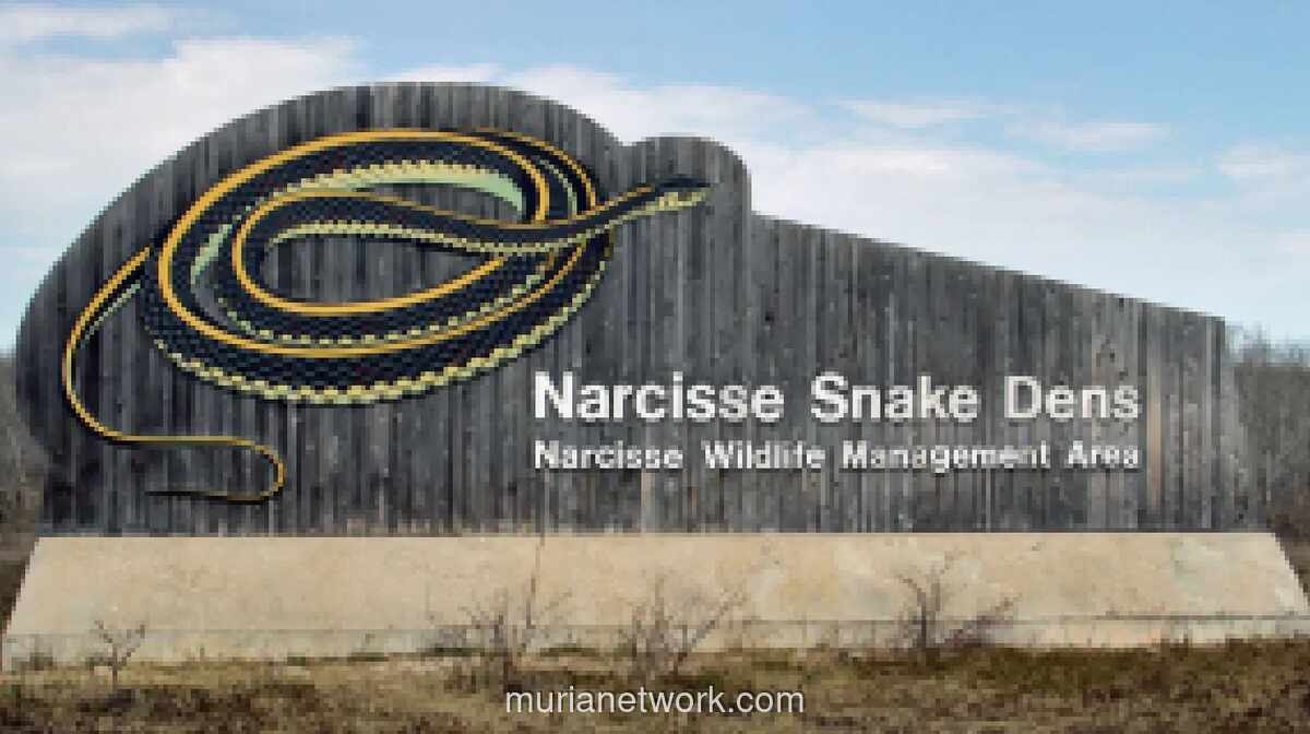 Puluhan Ribu Ular Garter Berhibernasi dan Kawin Massal di Gua Kanada