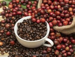 Ekspor Kopi Indonesia Tembus USD 1,63 Miliar, Pemerintah Fokuskan Hilirisasi