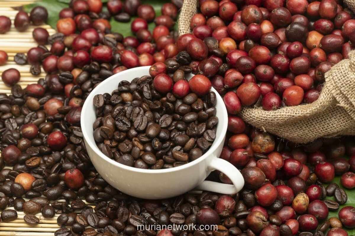 Ekspor Kopi Indonesia Tembus USD 1,63 Miliar, Pemerintah Fokuskan Hilirisasi