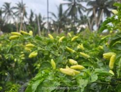 Kementan Pastikan Pasokan Cabai di Jabar Aman Jelang Ramadan dan Lebaran