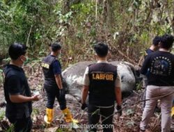 Gajah Sumatera Tewas Diburu, Gadingnya Hilang di Pelalawan