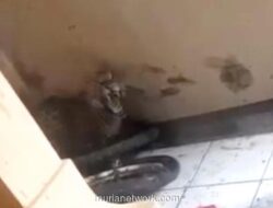 Macan Tutul Masuk Rumah Warga di Bandung, Dua Orang Terluka
