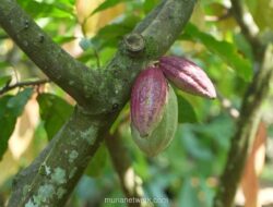 Produksi Kakao Nasional Diproyeksi Naik Jadi 635 Ribu Ton pada 2026