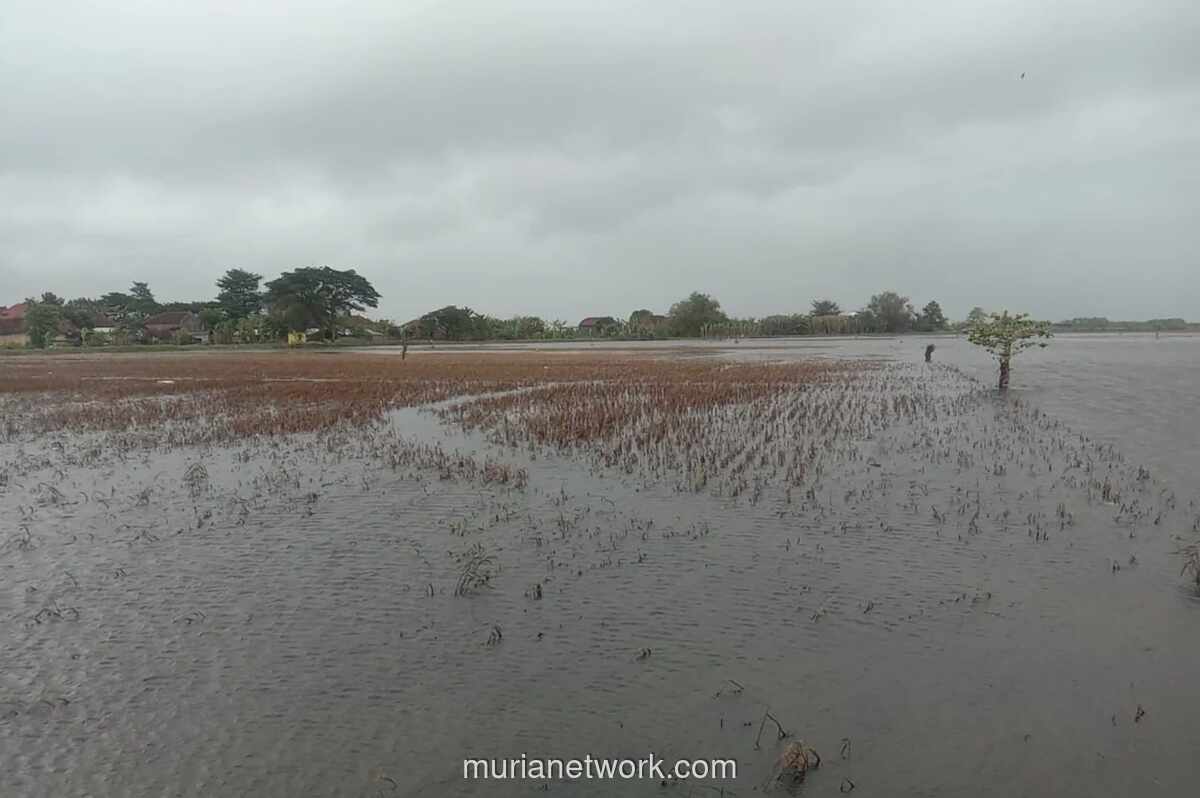 Banjir Rendam Ribuan Hektar Sawah, Klaim Asuransi Tani Tembus Rp 9,4 Miliar