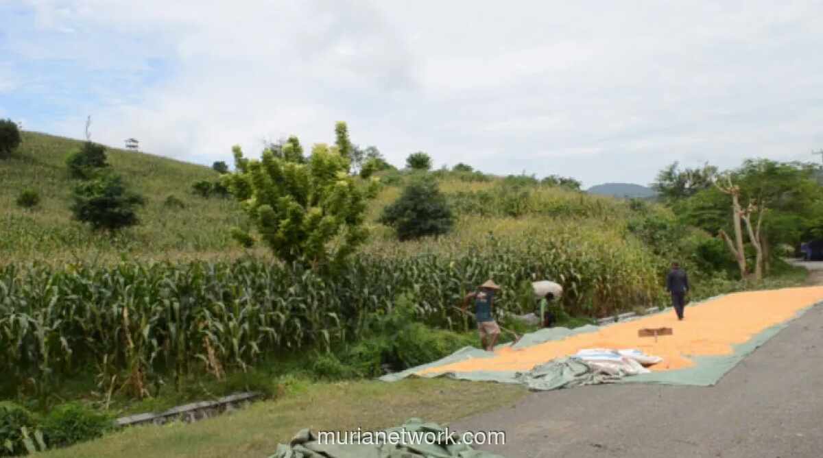 Dompu Pacu Produksi Pangan Tanpa Ekspansi Lahan, Fokus pada Intensifikasi dan Reboisasi