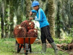 Astra Agro Lestari (AALI) Catat Laba Bersih Rp1,47 Triliun di 2025, Tumbuh 28%
